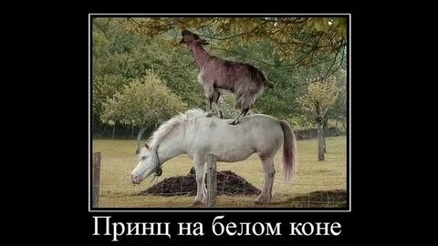 Веселые картинки. Смешные приколы с лошадьми. Демотиваторы про лошадей. - YouTub