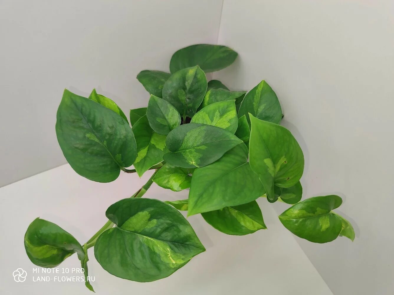 Эпипремнум глобал грин. Закоренелый цветочник. Эпипремнум глобал грин. Эпипремнум глобал грин взрослое растение. Эпипремнум глобалтгрин.