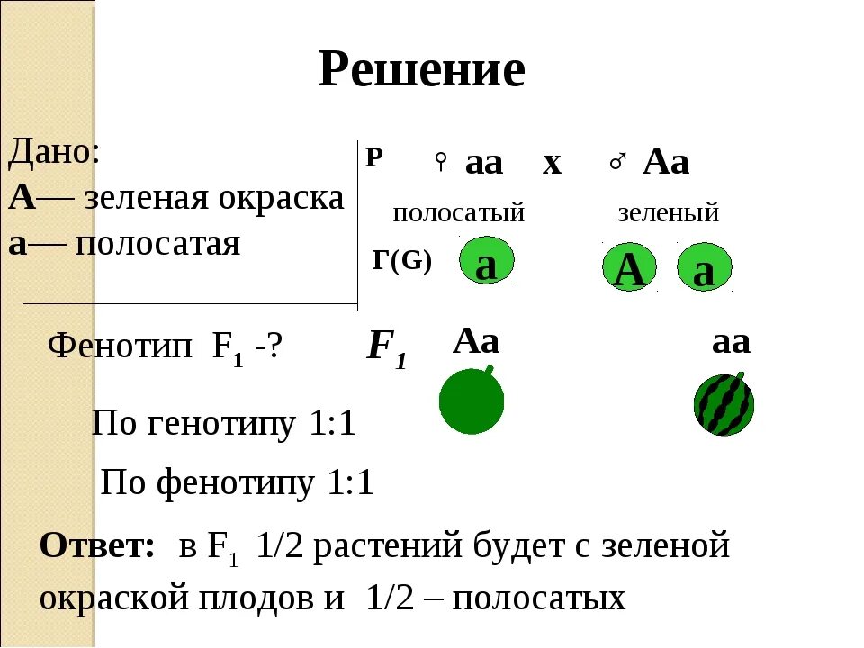 Какой генотип у родителей. Генетические задачи по биологии. Задача по генетике на цвет глаз. У арбуза зеленая окраска плода доминирует над полосатой. Задачи по генетике 9 класс.