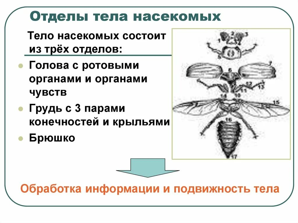 Насекомые имеют 3 отдела. Из каких частей состоит тело насекомого. Насекомые строение тела отделы тела. Внешнее строение насекомых. Отделов состоит тело насекомых?.