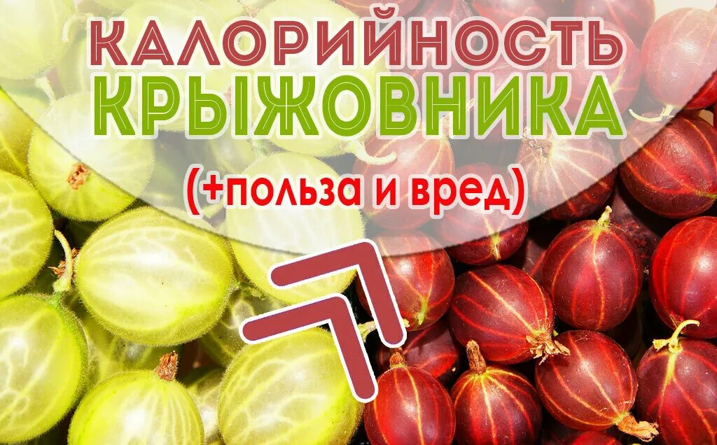 Крыжовник свойства. Крыжовник витамины. Крыжовник польза. Крыжовник калорийность. Крыжовник ккал.