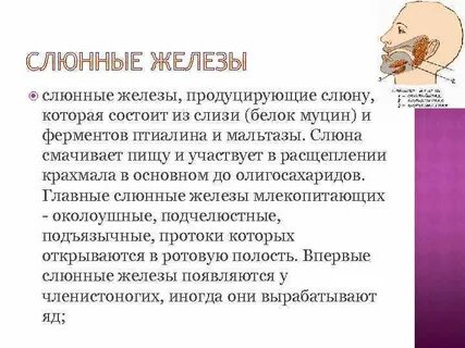 Слюнная железа принимает участие в расщеплении