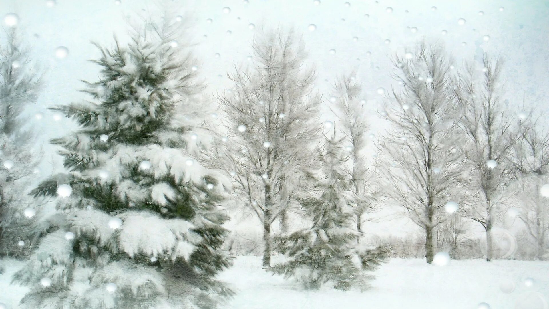Погодные ели. Прозрачный лес. Заснеженный лес нарисованный. Зимний лес рисунок. Нарисовать зимний лес.