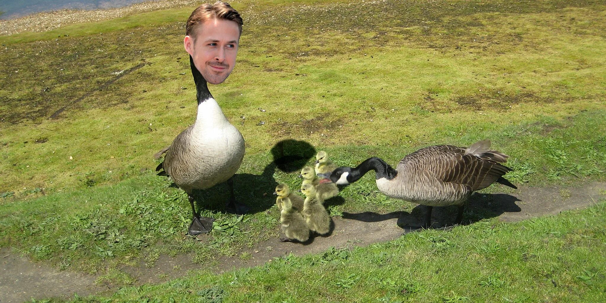 Следующий гусь. Гослинг гусь. ryan gosling goose. поза гуся.