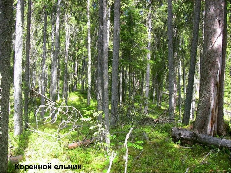 Эталонные леса. Эталонные леса. Условно-коренные леса. Сатера сосняк. Коренной лес.