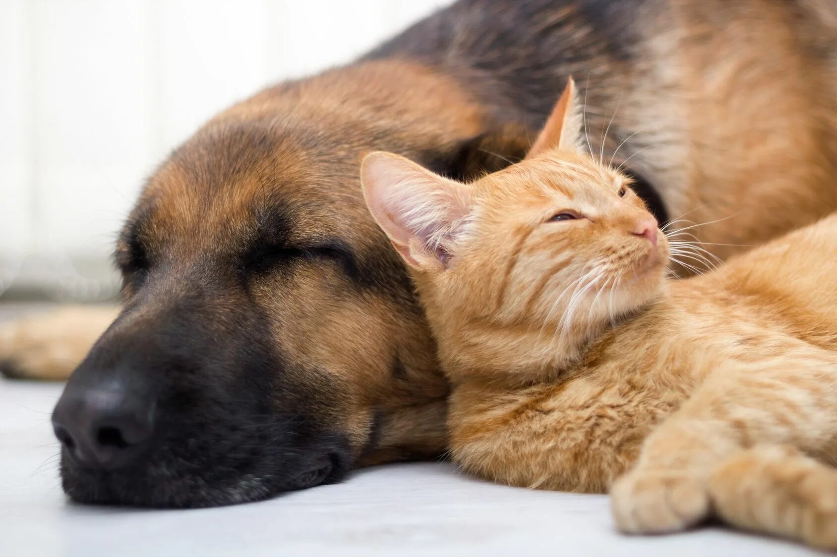 Dog and cat playing. Кошки и собаки. Собака и кошка вместе. Rjireb b CJ,FRB. Красивые собаки и кошки.