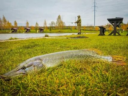 Золотой карп орел рыбалка