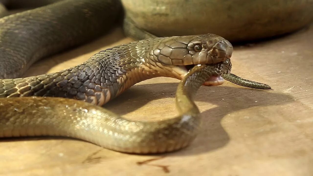 Змея по другому. King Cobra. Королевская Кобра. Королевская Кобра ест. Королевская Кобра ест змею.