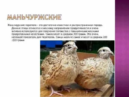 Перепела описание породы