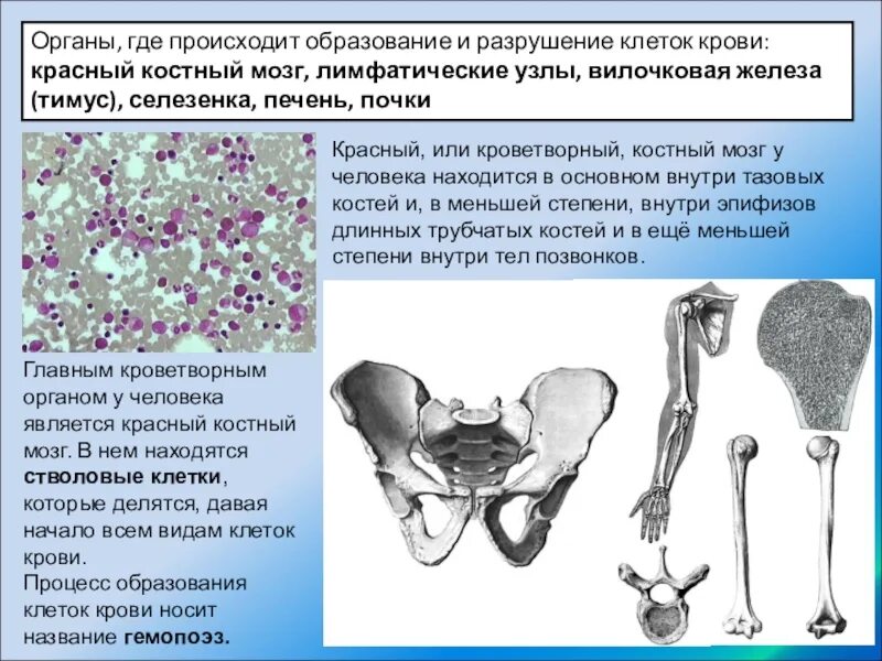 Место разрушения клеток крови