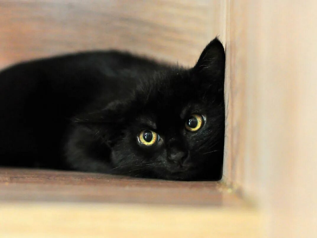 Добрый черный кот. Черный кот в добрые руки. Чёрные котята в добрые руки. Черная кошечка в добрые руки. Черные котята в добрые