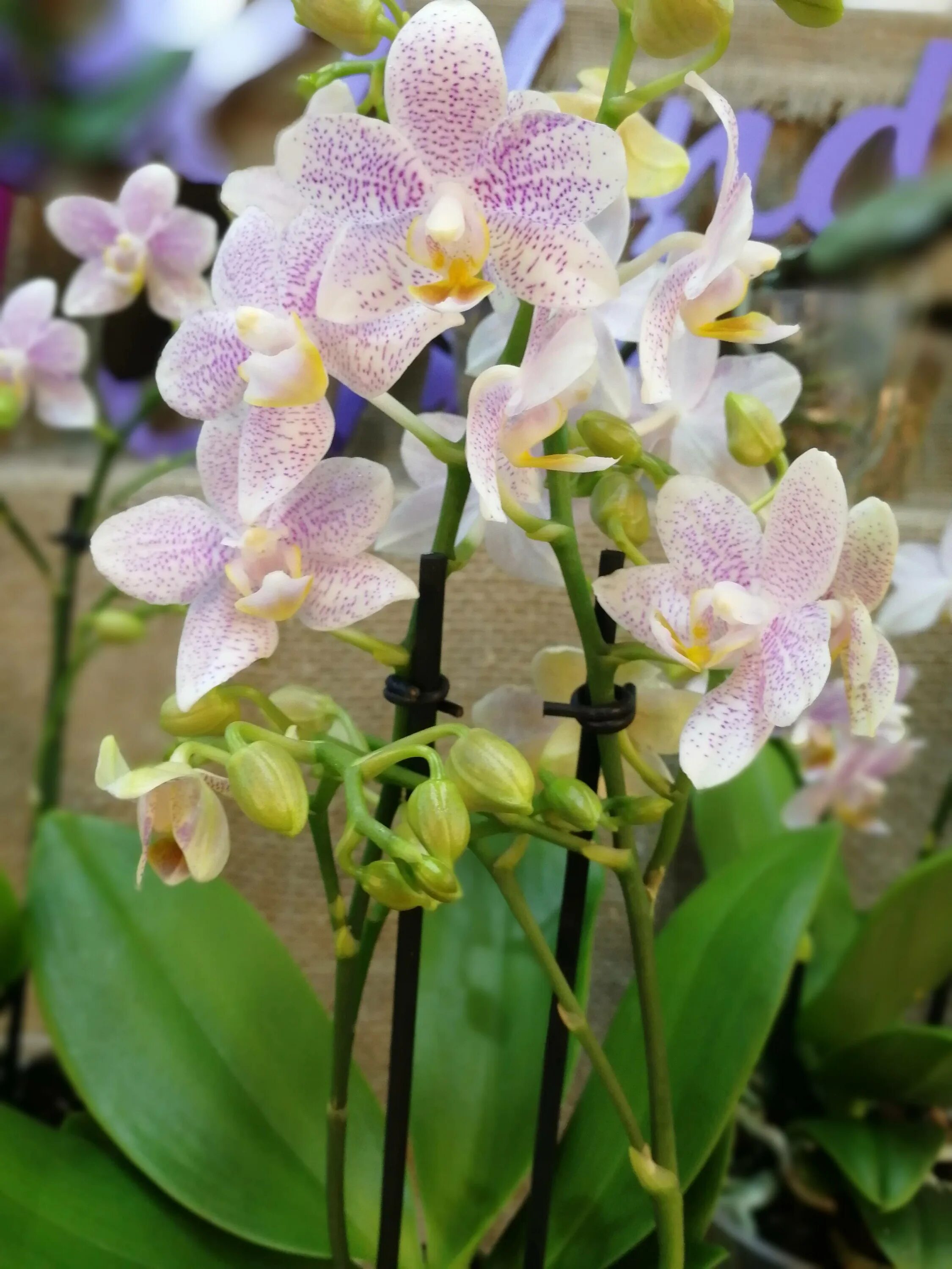 Ароматные фаленопсисы. Фаленопсис Замбия мультифлора. Фаленопсис Phalaenopsis Zambia.