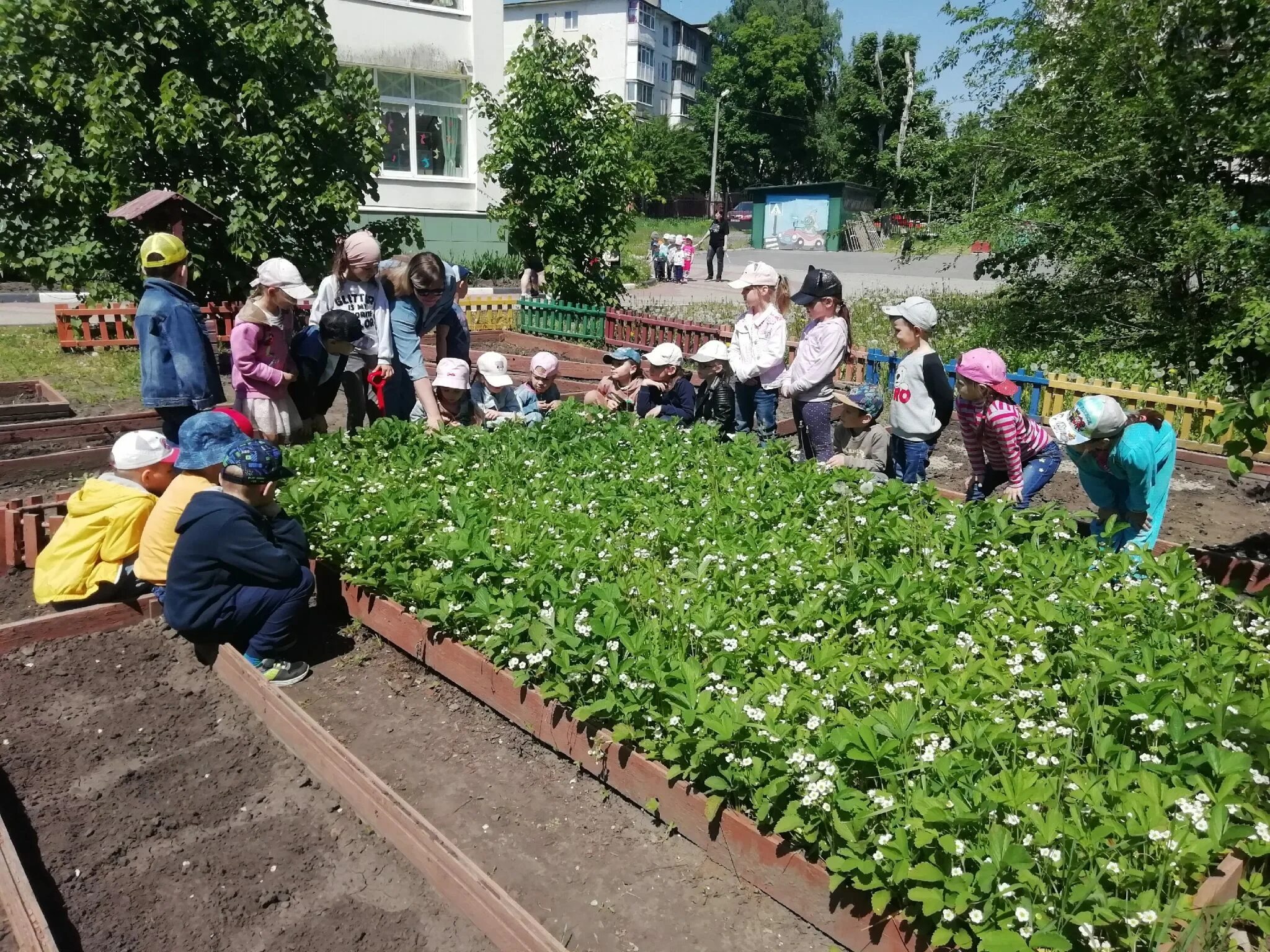 Посадили огород посмотрите что. Огород в детском саду. Детский огород в детском саду. Посадка огорода в детском саду на улице. Посадка грядок в огородах.