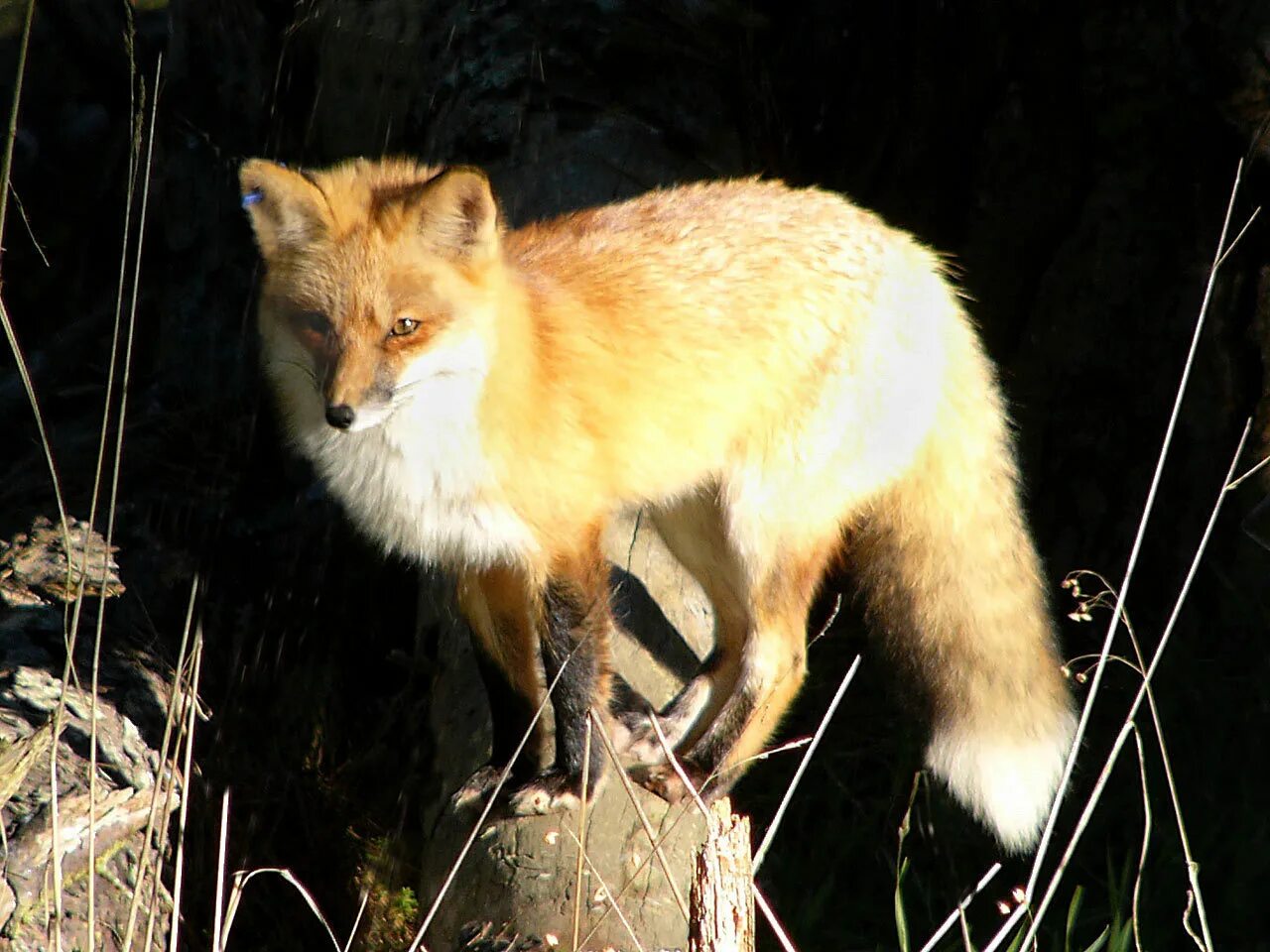 Какой лиса зверь. Ллиса мангобан. Fox Renard 2005. Лиса фото. Красная лиса.