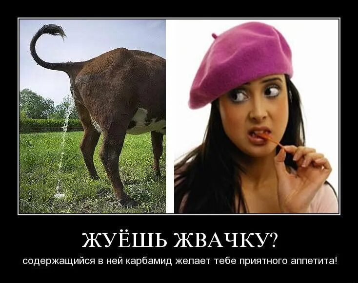 Еда которую не жуют. Жвачка пережеванная. шутки про жвачку. животные жуют жвачку.