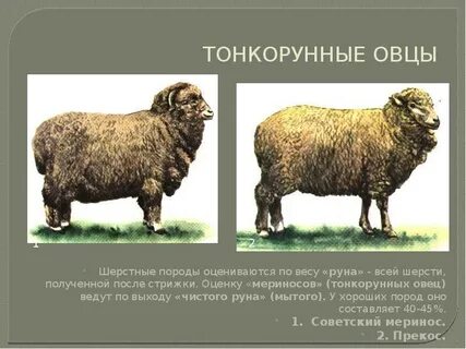 Тонкорунные породы овец