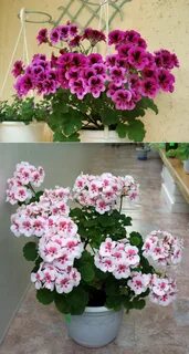 Когда герань заносить с улицы домой осенью