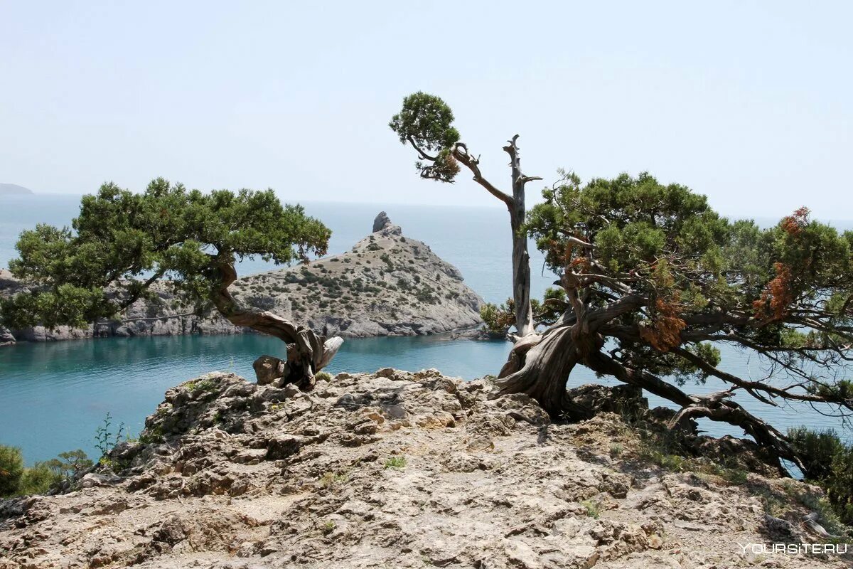 Крым судак новый свет можжевеловая роща. Реликтовая можжевеловая роща судак. Крым новый свет реликтовая можжевеловая роща. Можжевеловая роща кабардинка. Реликтовая можжевеловая роща новый свет.