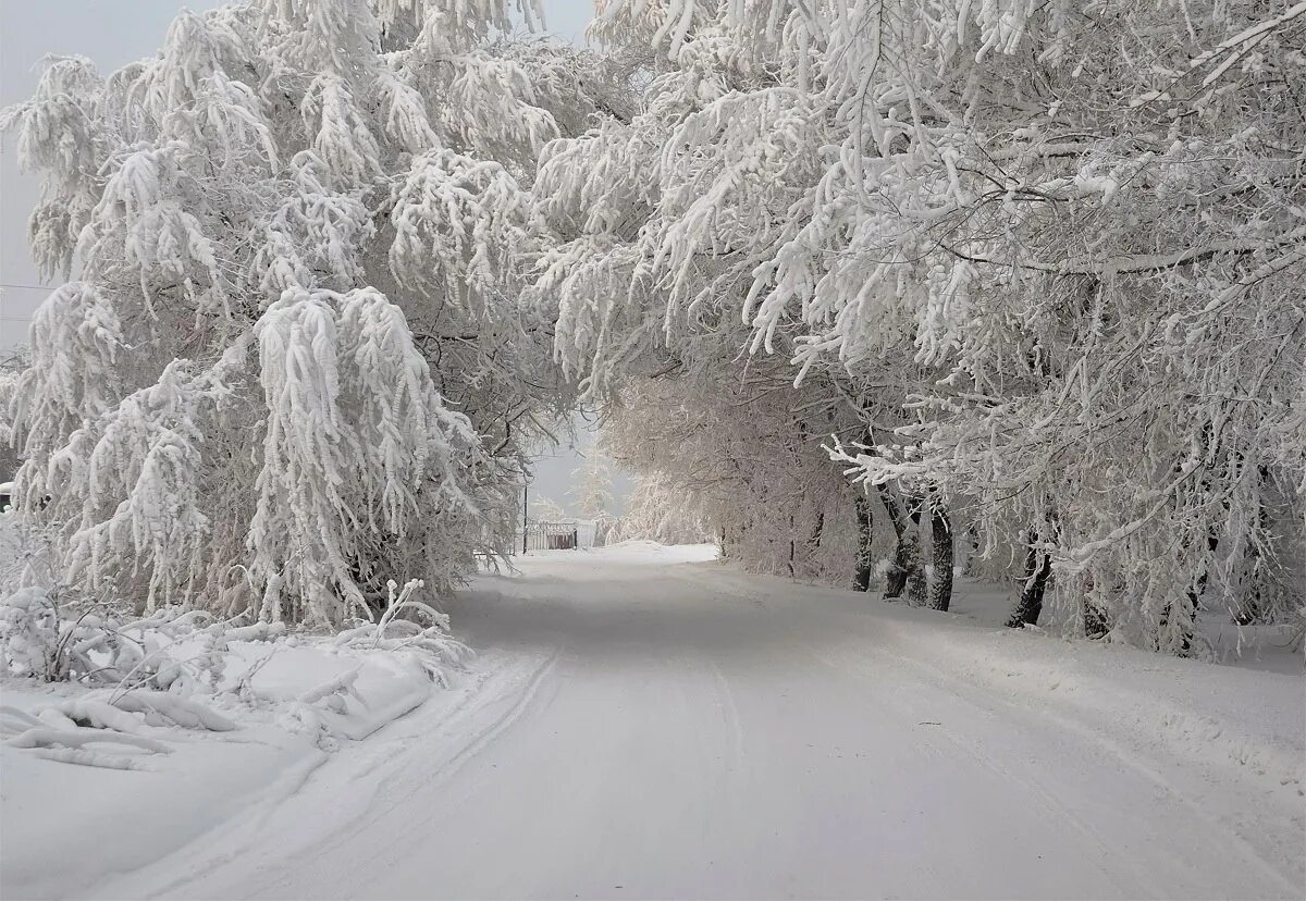Зимняя природа. Зима снег. Деревья в снегу. В снеге или в снегу. Снежный лес.