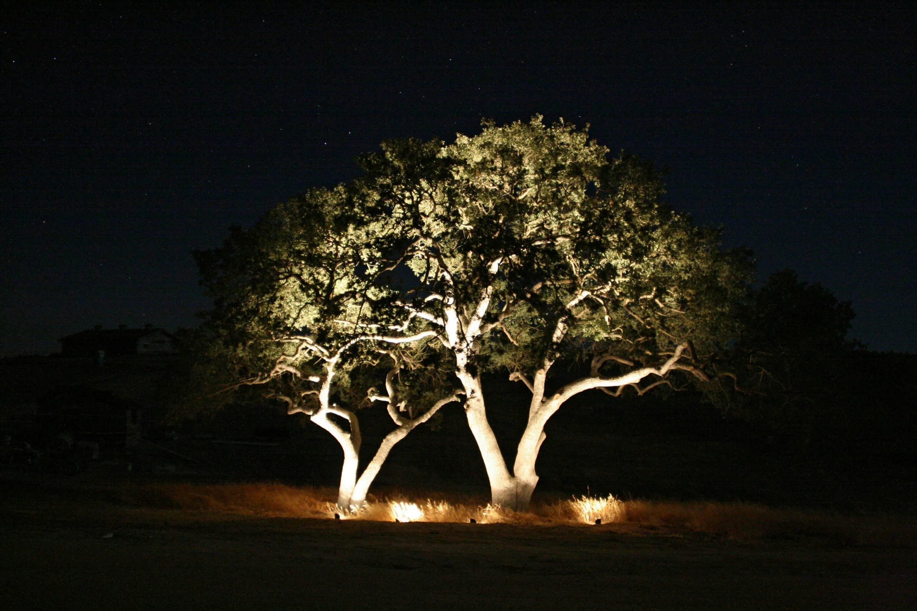 В круг дерева ночи. Подсветка деревьев. Подсветка крон деревьев. Подсветка стволов деревьев. Световое дерево.