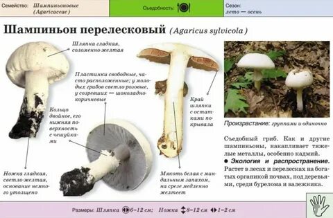 Ложный шампиньон от настоящего как отличить фото