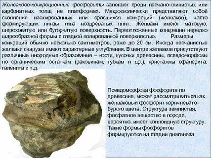 Фосфориты содержат