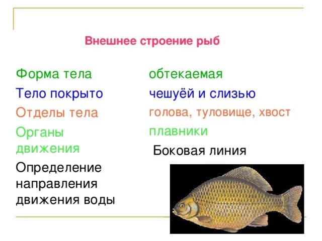 Таблица внешнее строение рыб 7 класс. Внешнее строение рыбы. Форма тела рыб. Отделы тела рыбы. Передвижение рыб 7 класс биология лабораторная работа