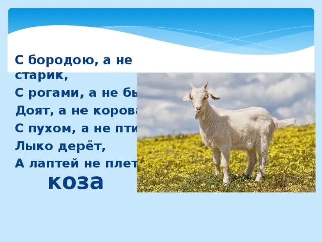 Загадка про козу. Загадка про козу для детей. Загадки про животных коза. Загадка про козлика. Бородой трясет лыко дерет а лаптей