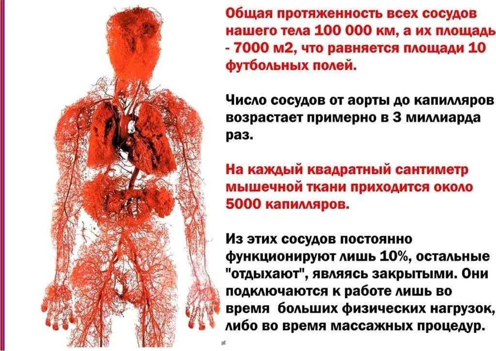 общая длина вен человека. общая длина вен в теле человека. строение артерий вен и капилляров анатомия. доинна уровеносьных сосудов. доинна уровеносьных сосудов.