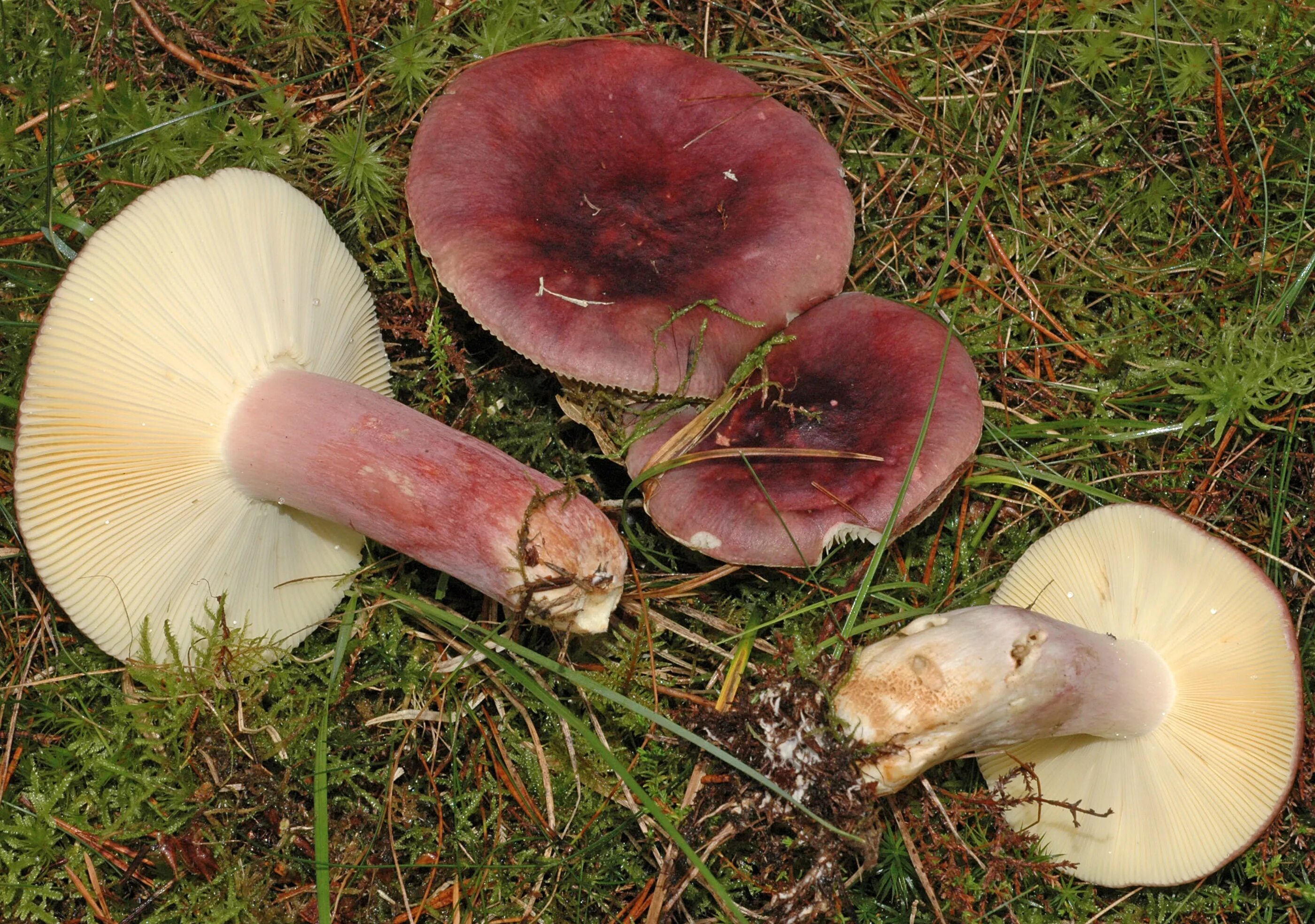 Сыроежка трубчатый или. Сыроежка сардониксовая Russula Sardonia. Russula Sardonia гриб. Сыроежка лиловоногая. Сыроежка остроедкая.