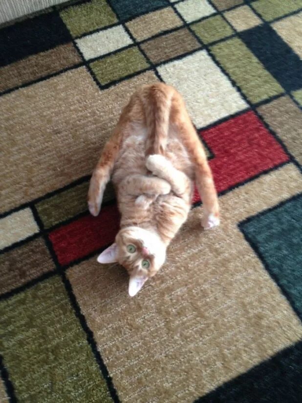 очень очень странные кошки. необычные расцветки кошек. очень очень странные кошки. кот с необычным окрасом. чудной кот.