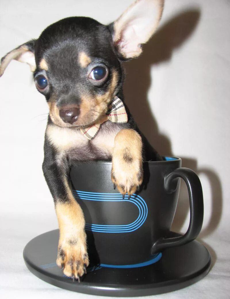 Русский той терьер мини. Русский терьер мини. Карликовый терьер. Русский карликовый той терьер. Мини той терьер почему мини.