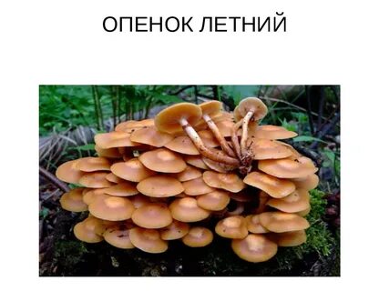 Опята ложные и съедобные отличие