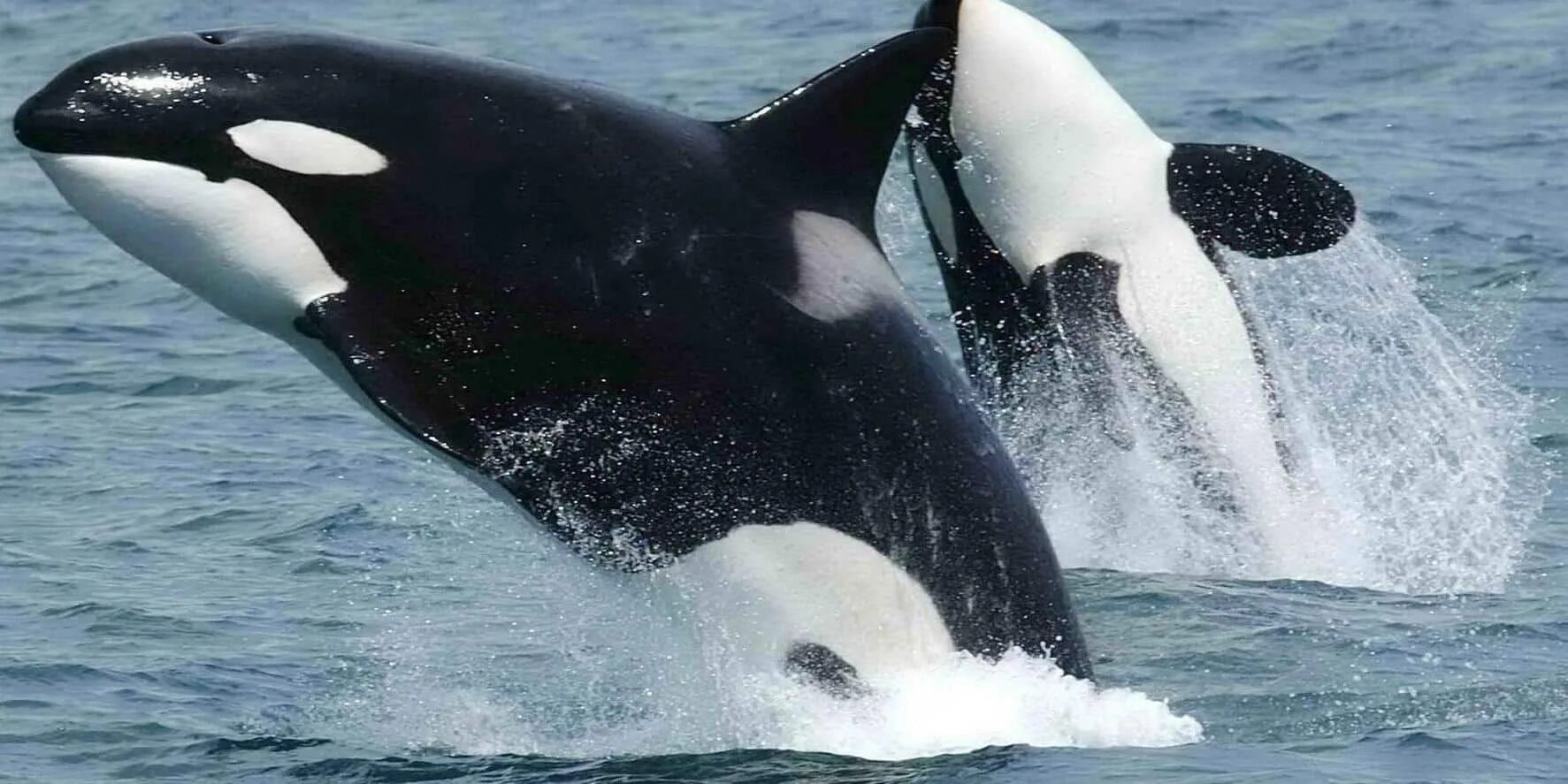 Млечные железы у касатки. Косатка orcinus orca. Млечные железы у касатки. Seaworld касатки. 2 касатки.