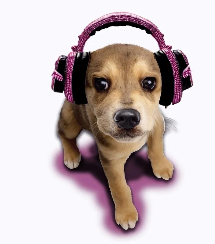 собака в наушниках. включи песню щенок. включи песню щенок. собачка с наушниками. милана филимонова 2021.
