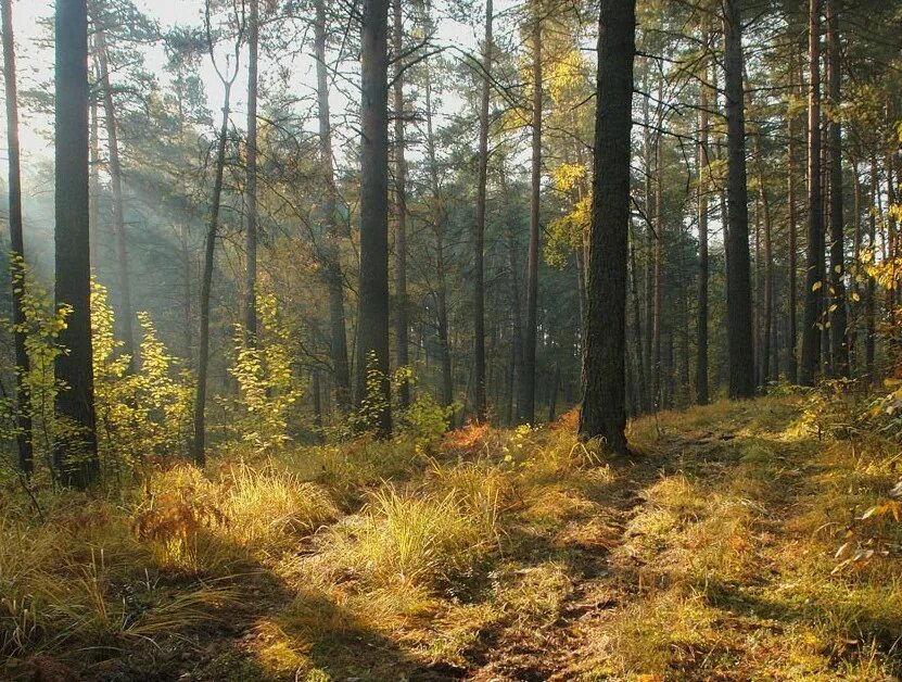 Парень в лесу. Летнее утро в лесу. Улыбающийся лес. Берёзовая роща орехово-зуево. Картина лес солнечные лучи.