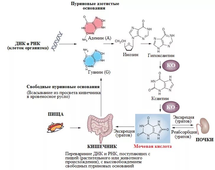 Основной конечный продукт азотистого обмена. Схема образования мочевой кислоты. Механизм образования мочевой кислоты в организме человека. Схема синтеза мочевой кислоты в организме биохимия. Схема пуринового метаболизма.