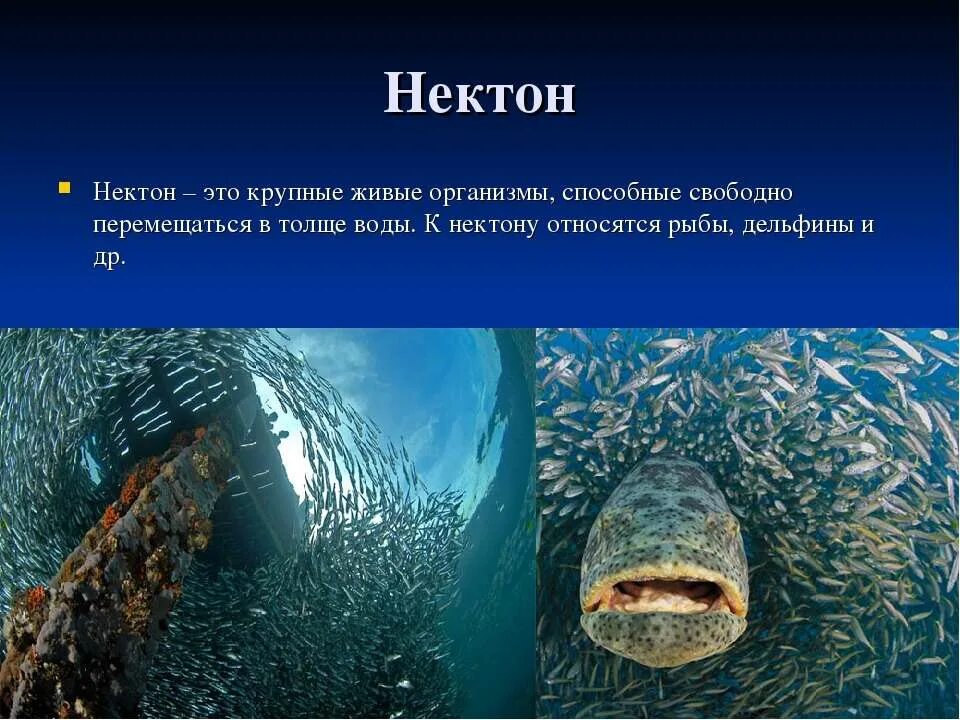 Разнообразие водных организмов. Планктон Нектон бентос. Нектон глубина обитания. Организмы обитающие в воде. Обитатели толщи воды.