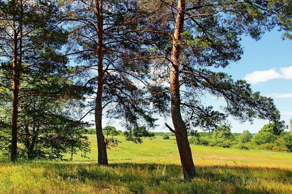 верхушки деревьев снизу вверх. мир наполнен запахом сосны солнцем. солнце в сосновом бору. сосновый бор архыз. макушки сосен.