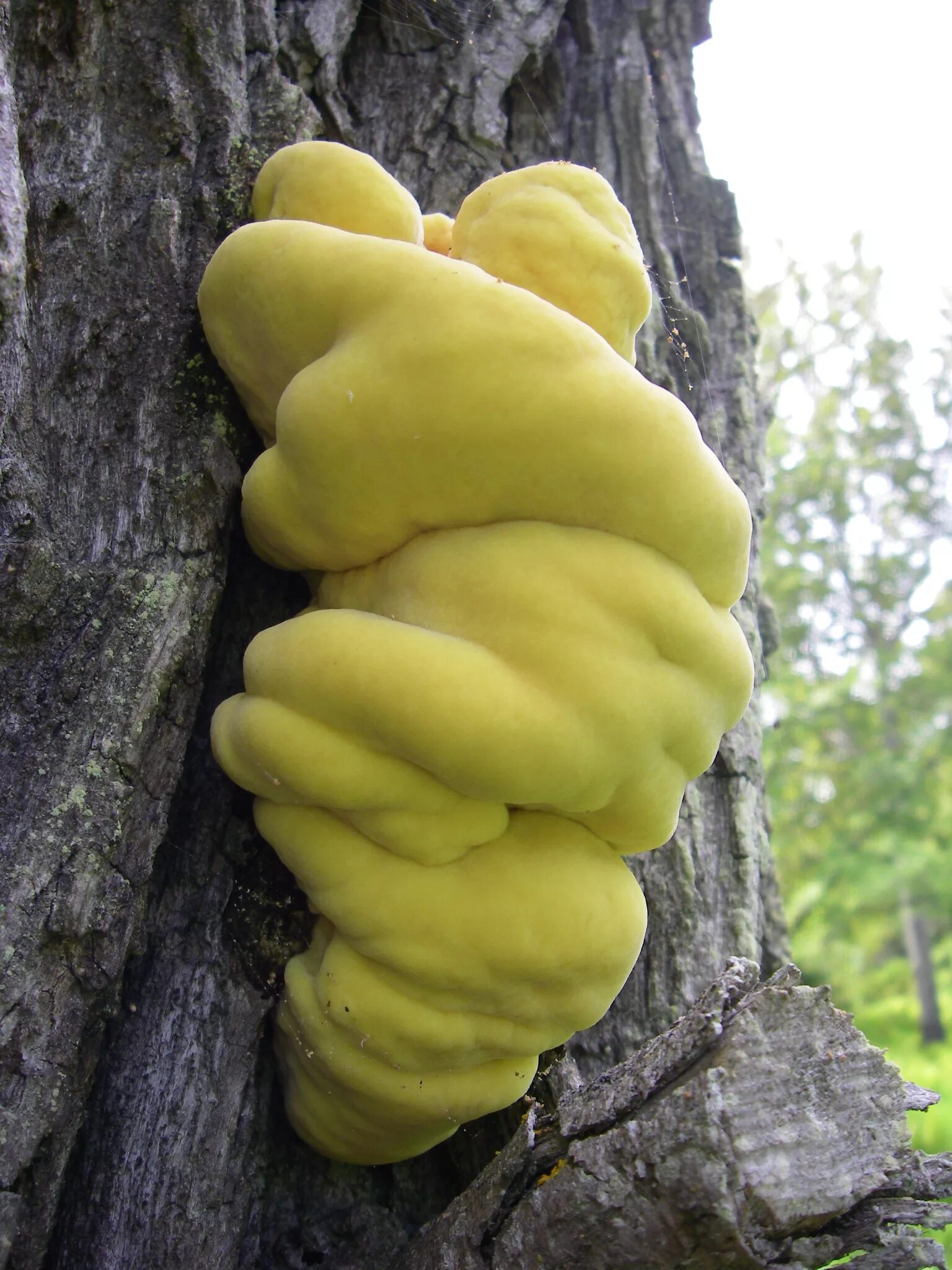 Трутовик сернисто жёлтый. Гриб трутовик серно желтый. Гриб Laetiporus sulphureus. Трутовик серно желтый Laetiporus sulphureus. Трутовик серно