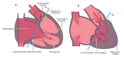 Полулунные клапаны закрыты створчатые клапаны закрыты
