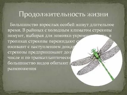Сколько живет стрекоза