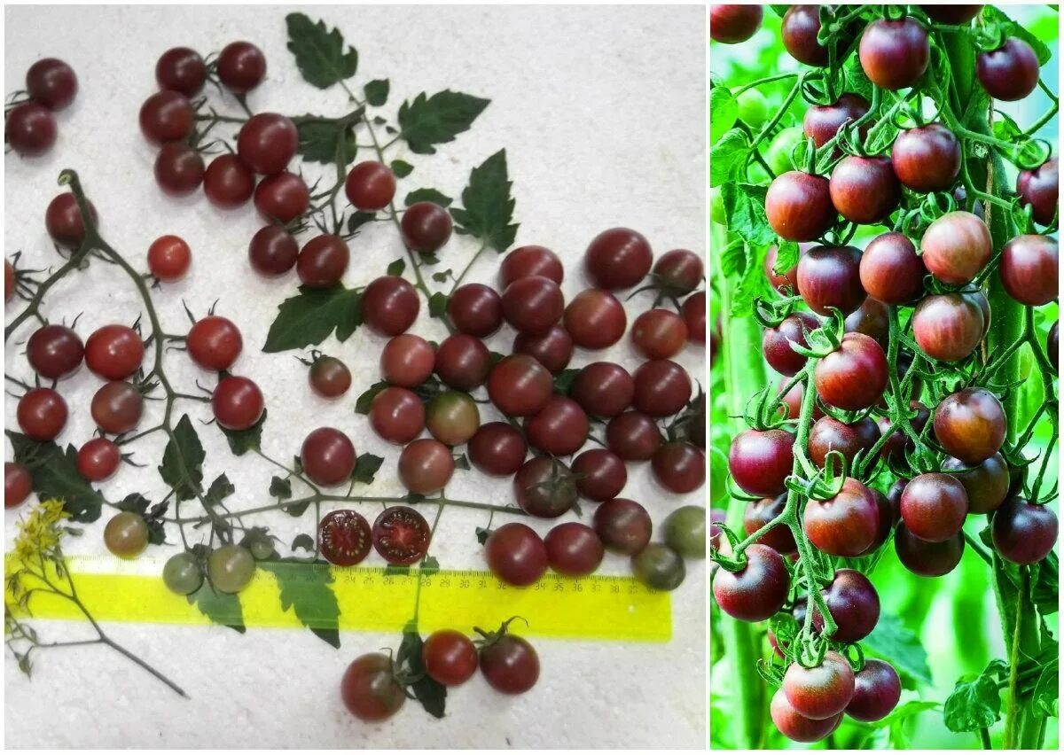 Томат диковинка. Томат диковинка. Сорт томата черри диковинка. Томат диковинка. Томат диковинка.