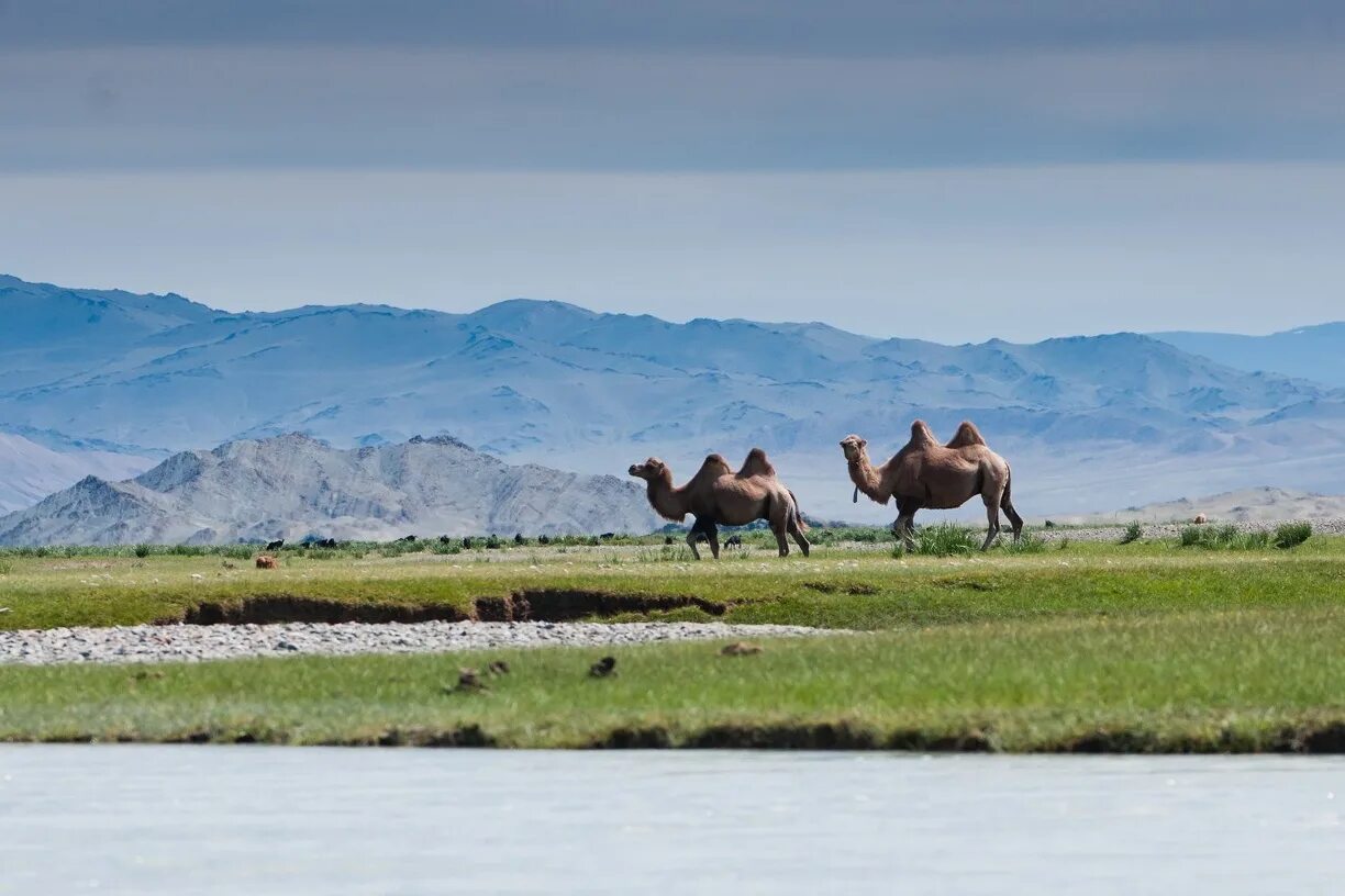чуйский тракт алтай граница с монголией. граница республики алтай и монголии. граница республики алтай и монголии. чуйский тракт ташанта. монгольская граница с россией алтай.
