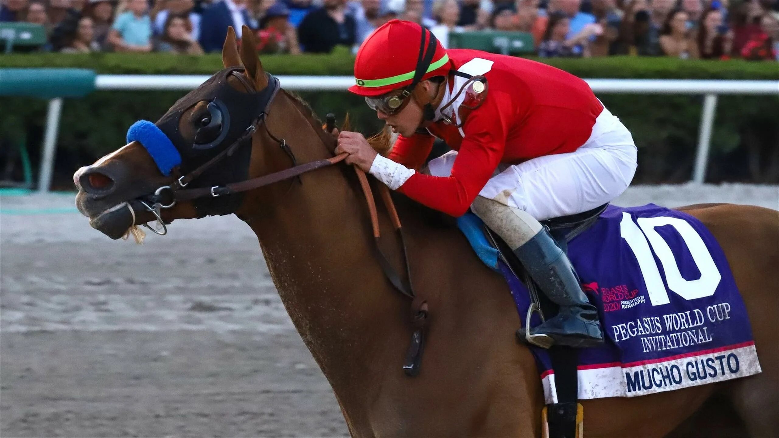 Мучо густо лошадь. Pegasus World Cup красивые фотографии.