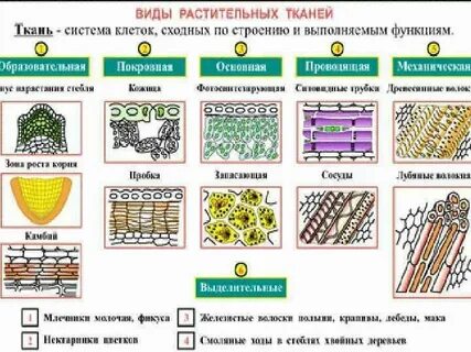Биология 6 класс таблица ткани растений строение