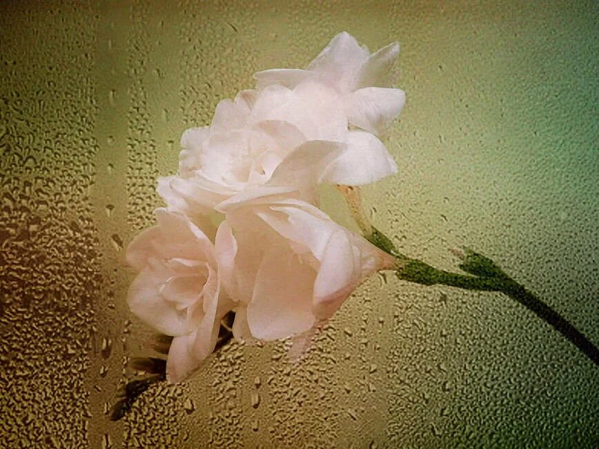 Незабудка енисейская. Незабудка ветвистая. Стихи есть глаза у цветов. "псевдоглаз" растения. Макросъемка серый розовый.