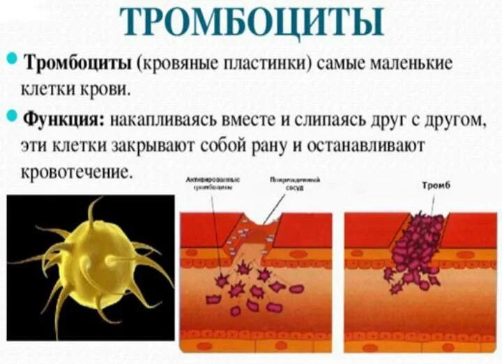 Выберите функции тромбоцитов. Функции тромбоцитов в крови. каковы функции тромбоцитов?. функции тромбоцитов в крови человека. тромбоциты строение и функции.