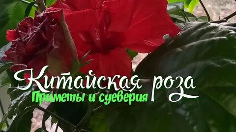 Можно ли держать розу дома приметы