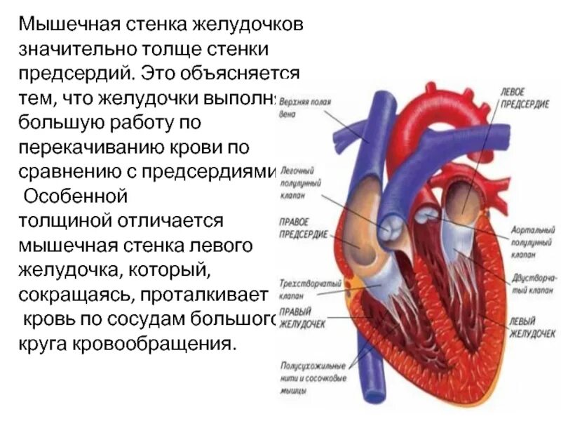 Какие сосуды выходят из желудочков. Стенки предсердий. мышечная стенка желудочков. стенки желудочков сердца. мышечная стенка предсердий толще стенки желудочков.
